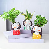 Indoor Plants